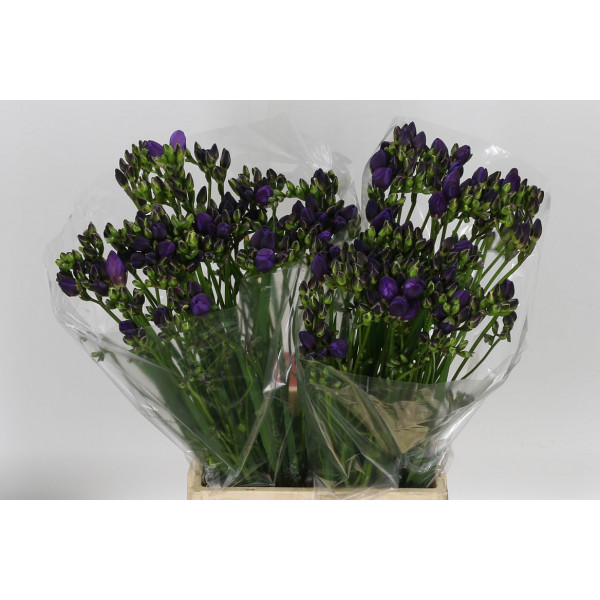 Freesias Du Blue Bayou 52cm A2 Col-Blue