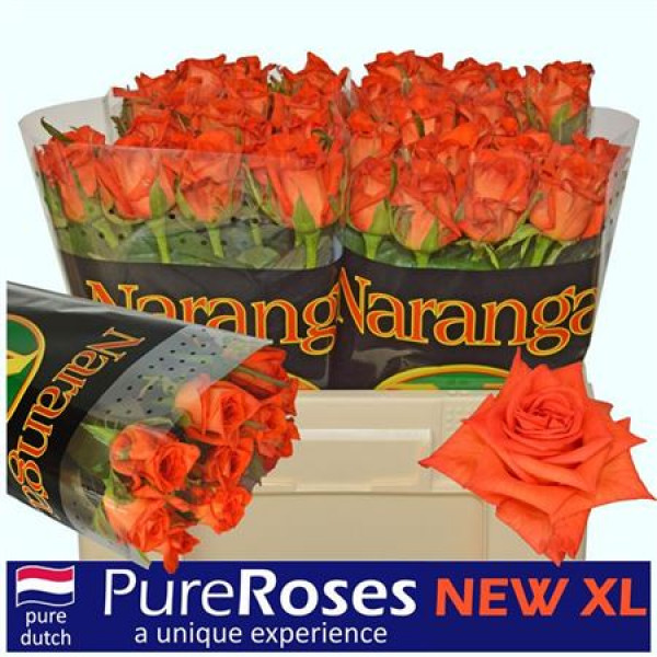 Rose Gr Naranga 50cm  Col-Orange