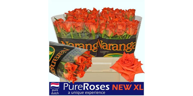 Rose Gr Naranga 50cm  Col-Orange