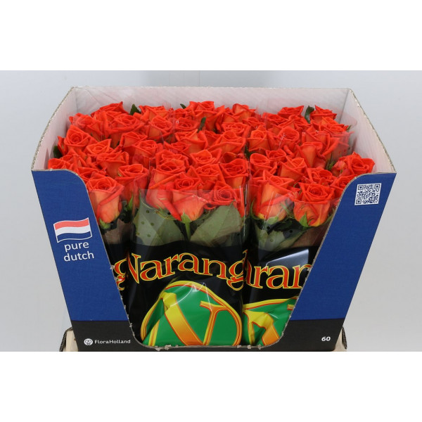 Rose Gr Naranga 60cm A1 Col-Orange