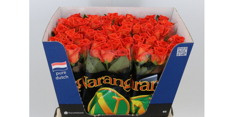 Rose Gr Naranga 60cm A1 Col-Orange