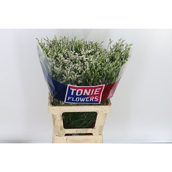 Limonium Sin White Diamon 70cm A1 Col-White