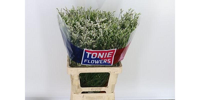 Limonium Sin White Diamon 70cm A1 Col-White