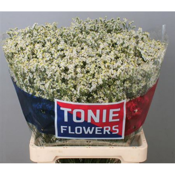 Limonium Sin White Diamon 70cm A1