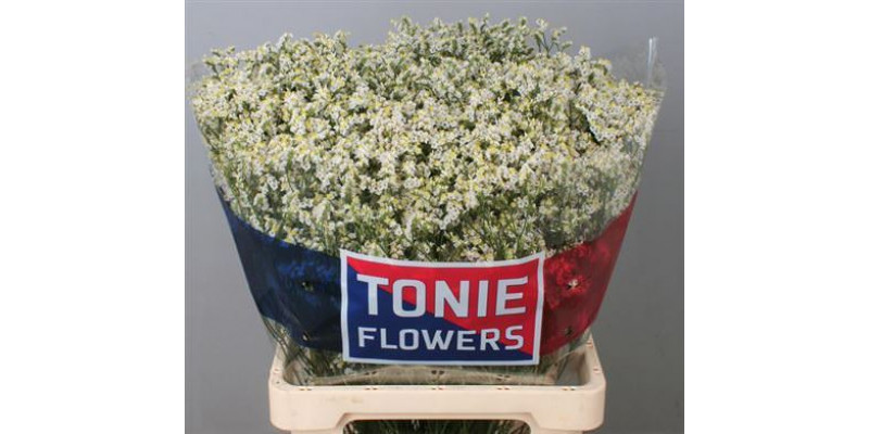 Limonium Sin White Diamon 70cm A1