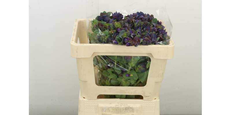 Cerinthe M Pride O G 45 cm A1