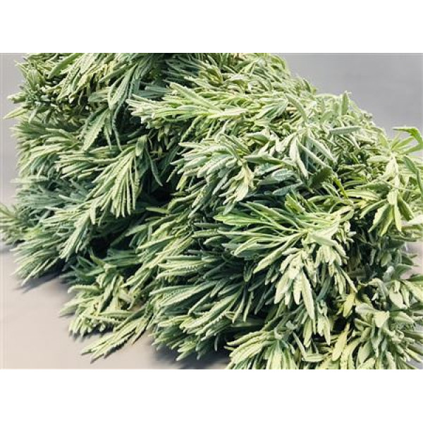 Lavandula Silver Greens 65cm EX