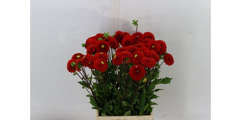 Dahlia Pom Red 55cm 