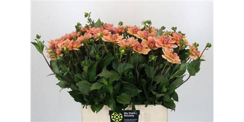 Dahlia Yvonne Geerlings 60 cm A1