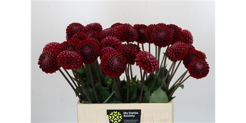 Dahlia Cornel 60 cm A1