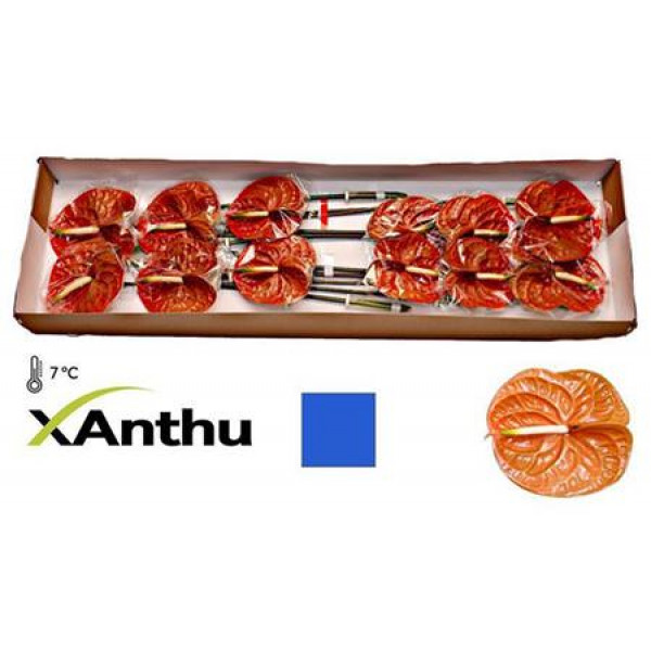 Anthurium Terra X12 12cm 12 Col-Brown