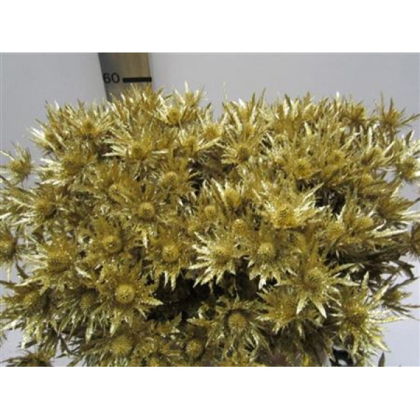 Eryng Orion Gold / Glitter 50cm A1 Col-Gold