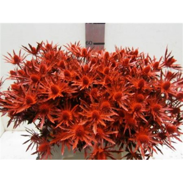 Eryng Orion Red / Glitter 50cm A1 Col-Red