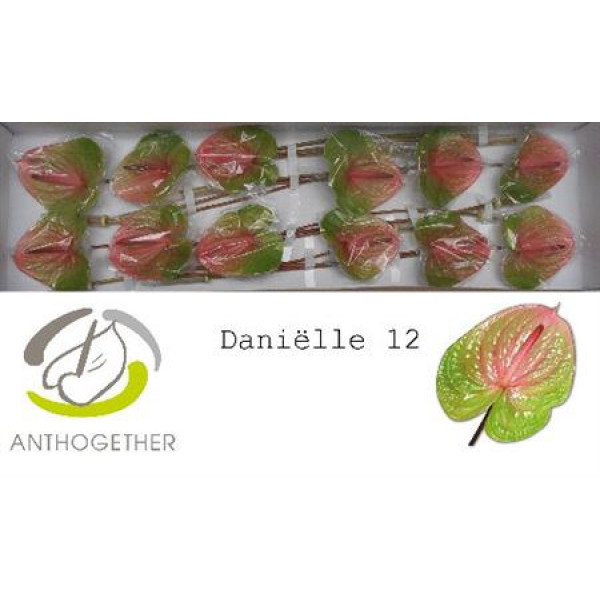 Anthurium A Avo Danielle 12  A1