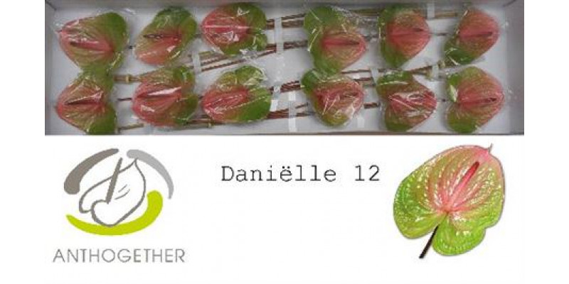 Anthurium A Avo Danielle 12  A1