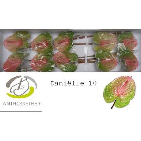 Anthurium A Avo Danielle 10  A1