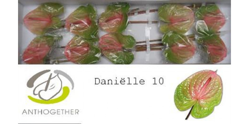 Anthurium A Avo Danielle 10  A1