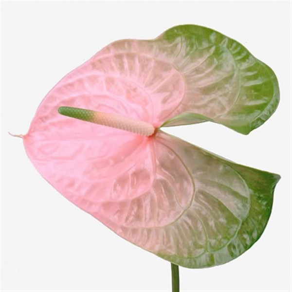 Anthurium Avo Gabriela X12 12cm 12 Col-Pink