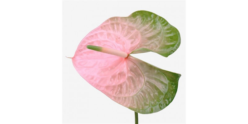 Anthurium Avo Gabriela X12 12cm 12 Col-Pink