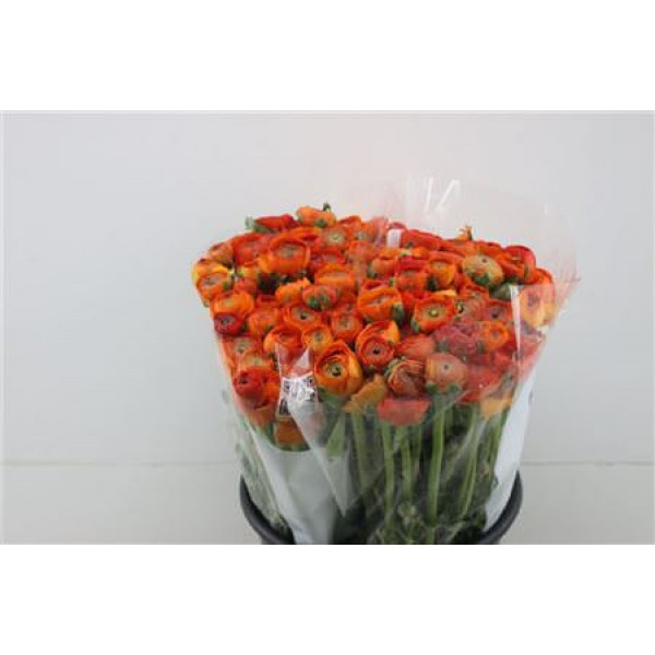 Ranunculus Elegance Dark Orange 45cm A1