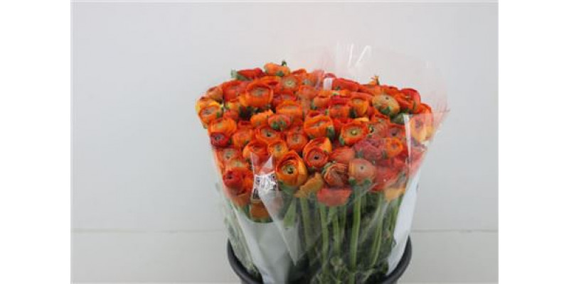 Ranunculus Elegance Dark Orange 45cm A1