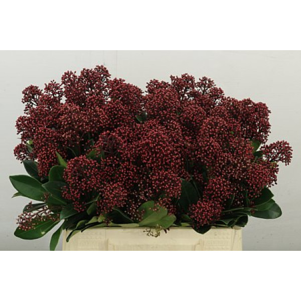 Skim J Rubella Bs 40 cm A1