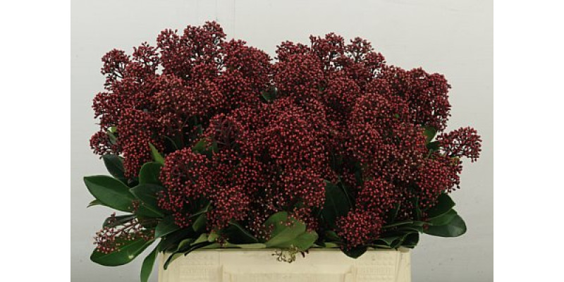 Skim J Rubella Bs 40 cm A1