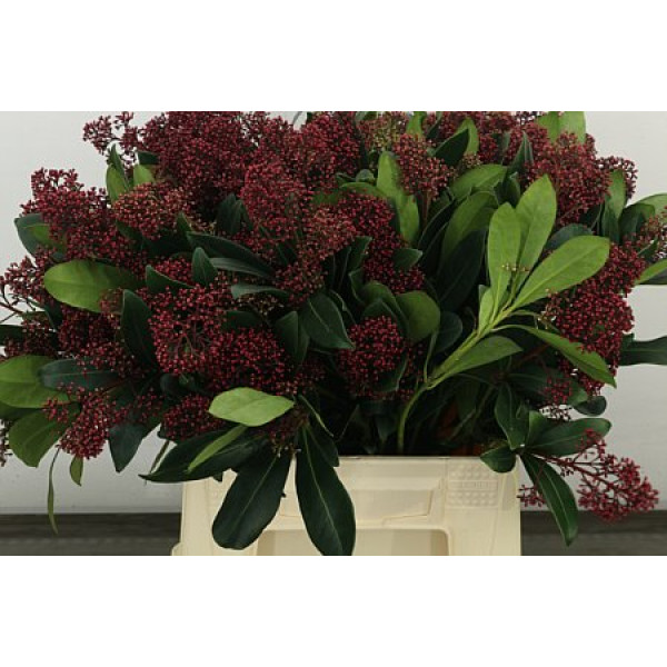 Skim J Rubella Bs 45 cm A1