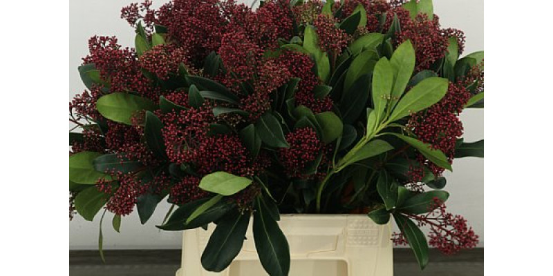 Skim J Rubella Bs 45 cm A1