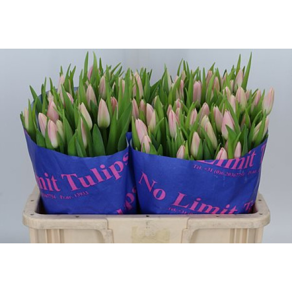 Tulips En Dynasty 44cm A1 Col-Pink
