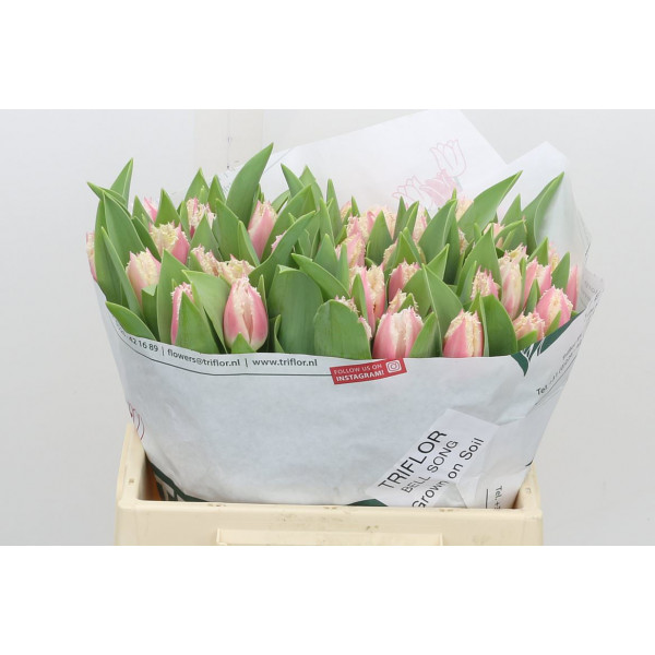 Tulips Freesias Bell Song 36cm A1 Col-Pink