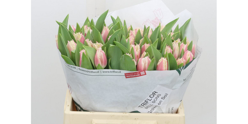 Tulips Freesias Bell Song 36cm A1 Col-Pink