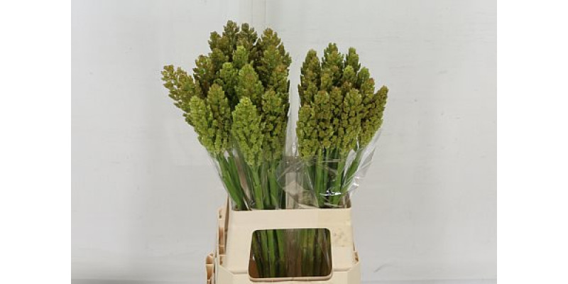 Siergr Sorghum A Panselaria 70cm A1