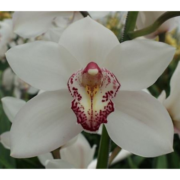 Orchid Cymb T Wit X6 80cm A1