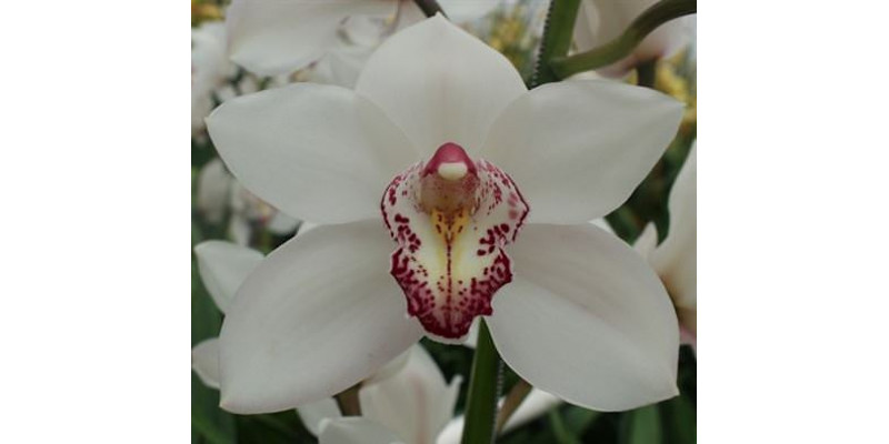 Orchid Cymb T Wit X6 80cm A1