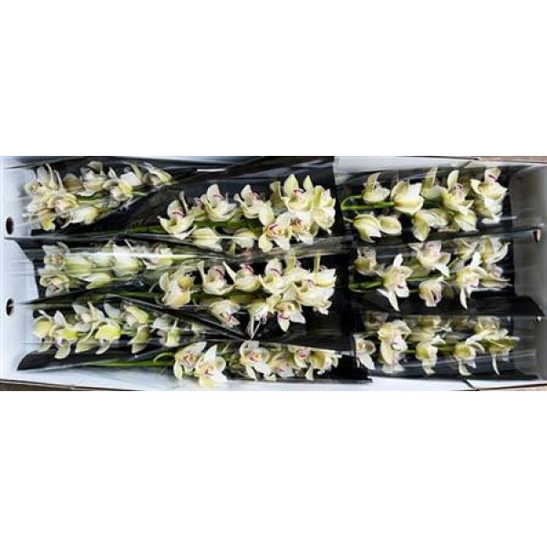 Orchid Cymb T Overig Wit X9 60cm 