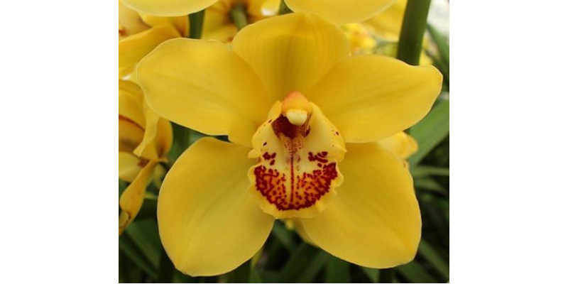 Orchid Cymb T Yellow X12 50cm EX