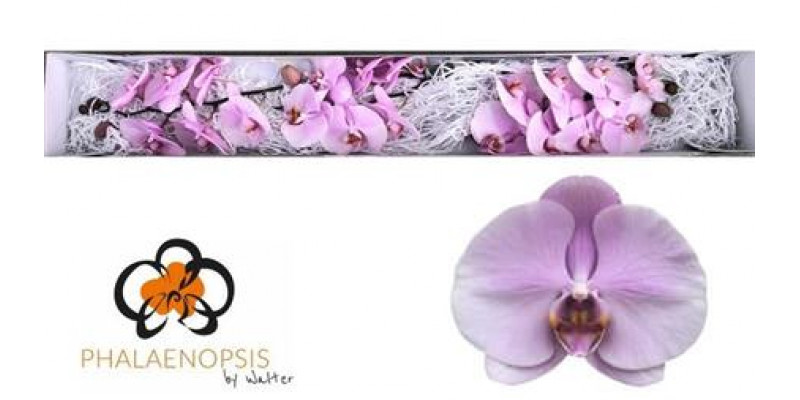 Orchid Phal Tikal 25cm  Col-Pink