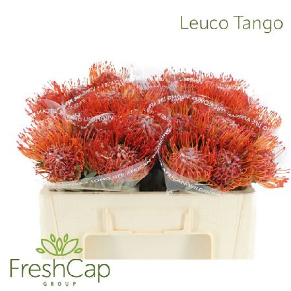 Leuco Tango 50cm A1