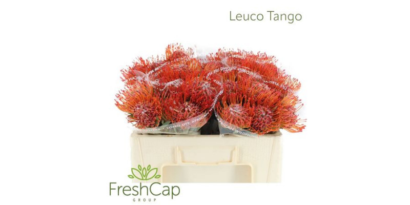 Leuco Tango 50cm A1