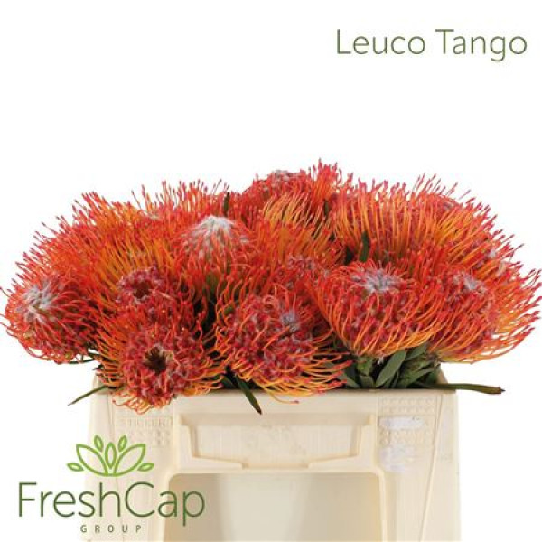 Leuco Tango 35cm A1