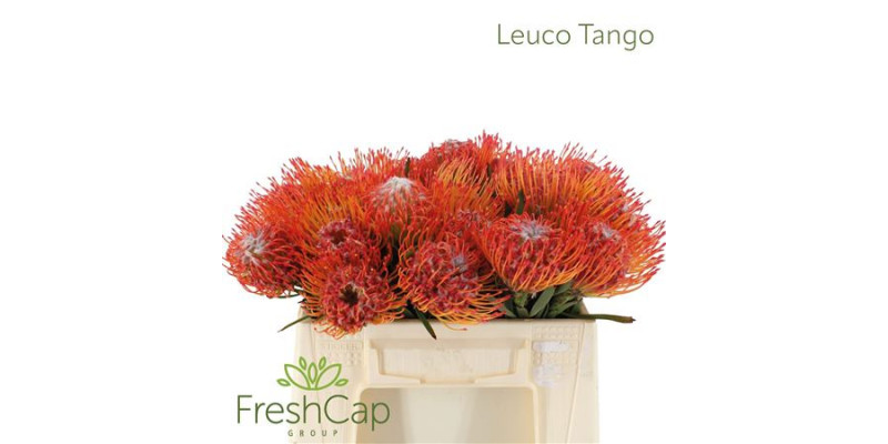 Leuco Tango 35cm A1