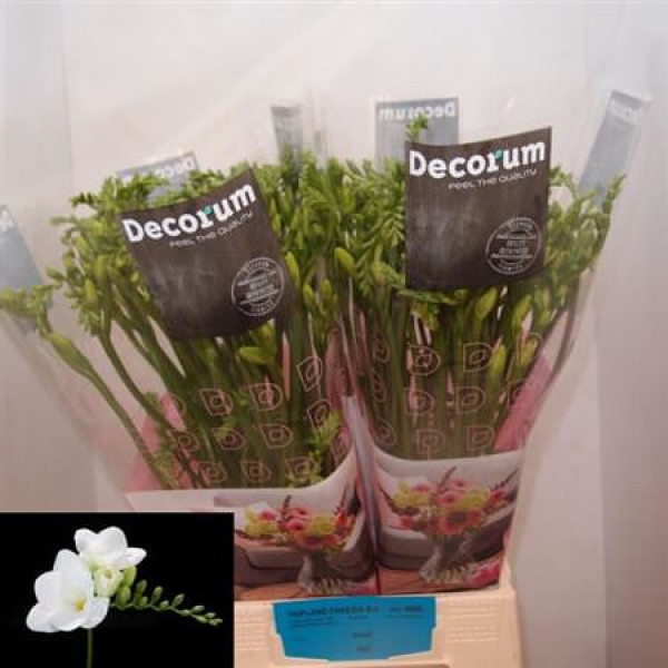 Freesias En Inzell 52cm A1