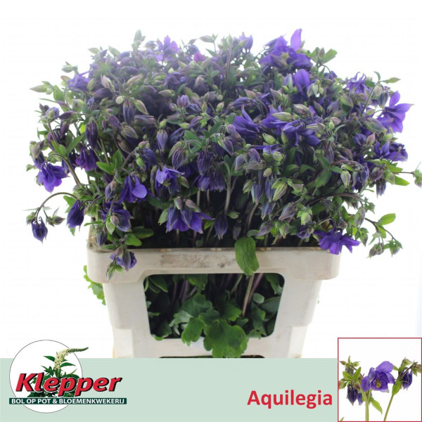 Aquileg Blue Lady 60 cm A1