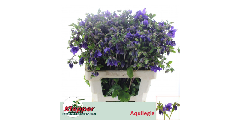 Aquileg Blue Lady 60 cm A1