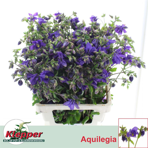 Aquileg Blue Lady 70 cm A1