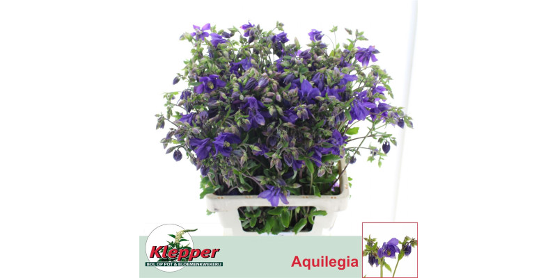 Aquileg Blue Lady 70 cm A1