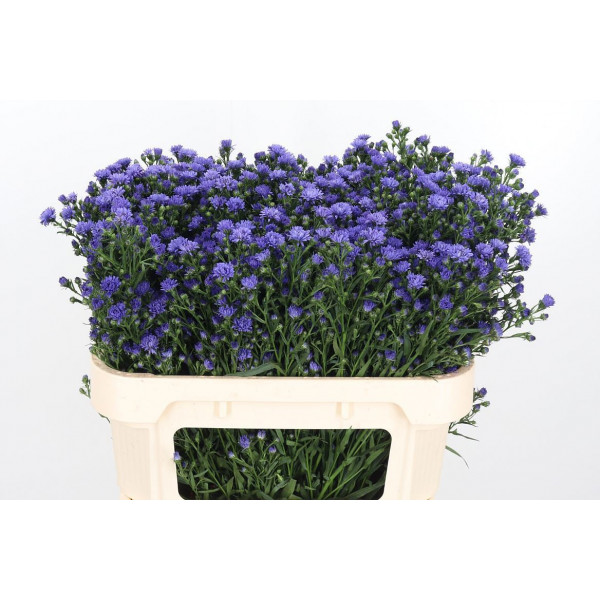 Aster Dark Milka 70cm  Col-Purple