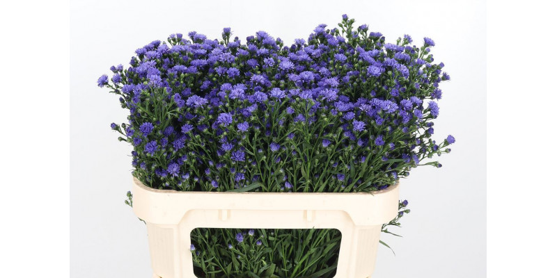 Aster Dark Milka 70cm  Col-Purple