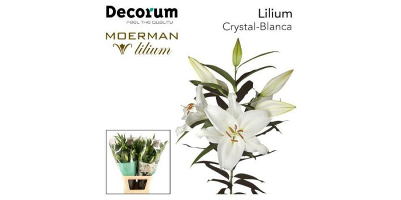Lillys Or Crystal Blanca 105cm A1 Col-White